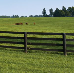 View of the horses and green pastures of horse farms